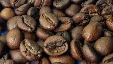 Understanding Coffee Roasting Profiles and Flavours