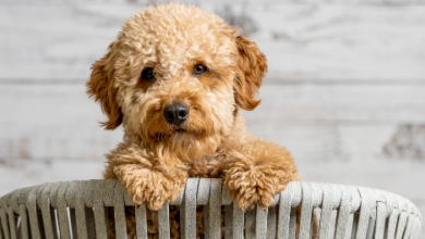 A Pet Owner’s Guide to Mini Goldendoodles