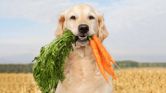 The Farmer's Dog Revenue