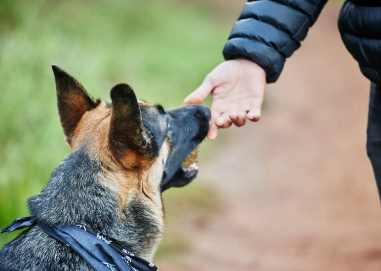 How A Dog Bite Lawyer Helps Maximize Compensation?